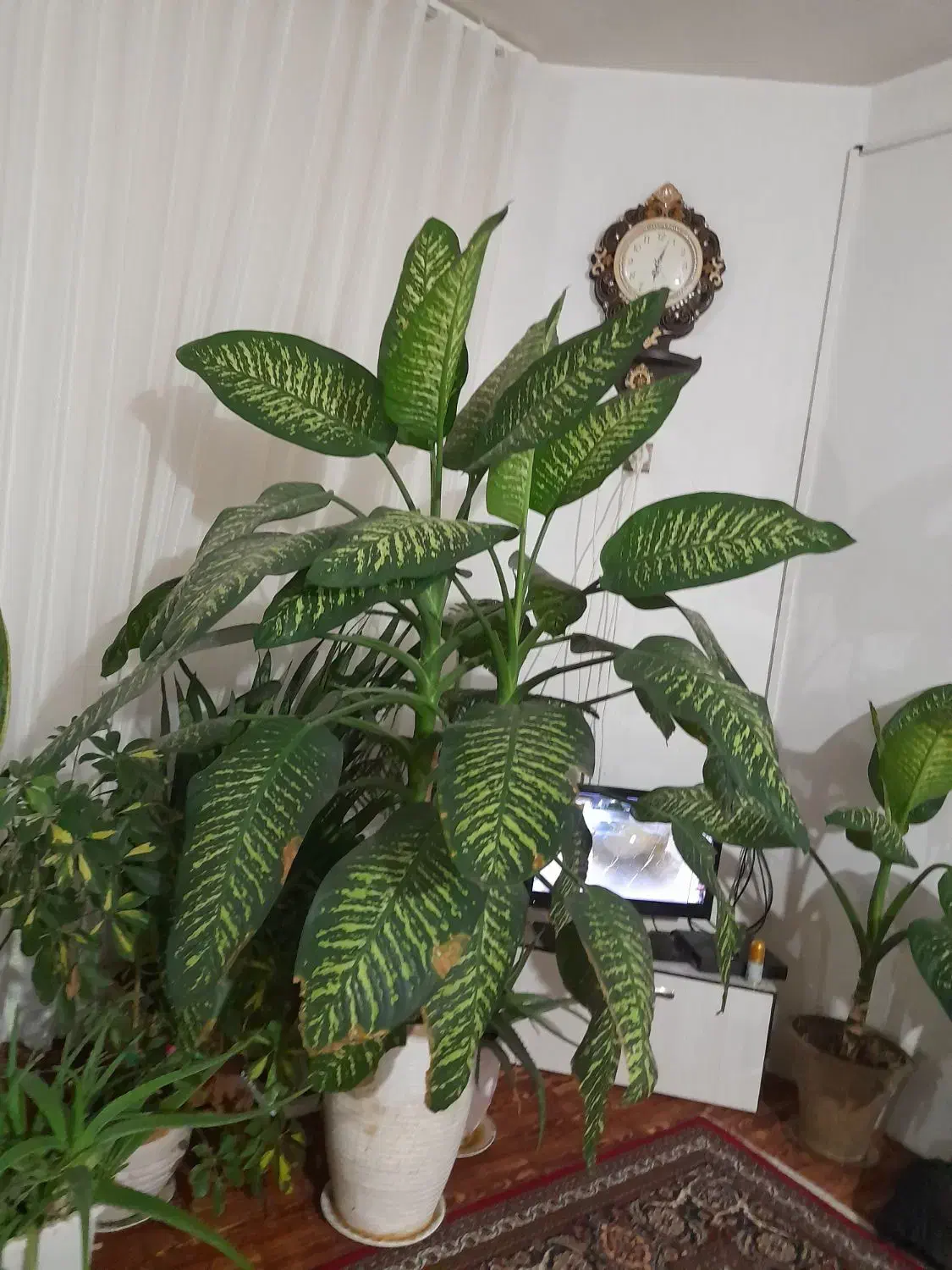 گل دیفین|گل و گیاه طبیعی|نمین, |دیوار