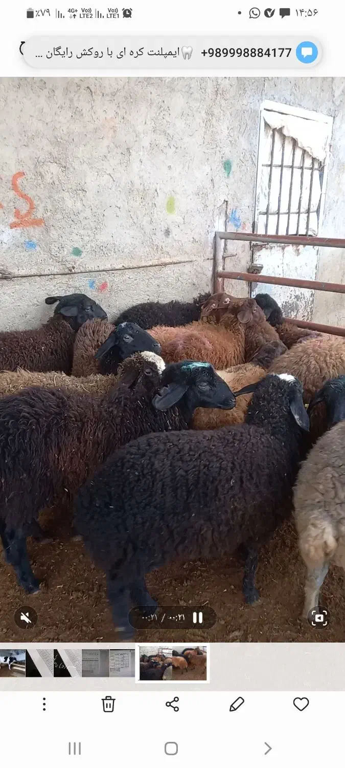 بره ماده|حیوانات مزرعه|قزوین, |دیوار