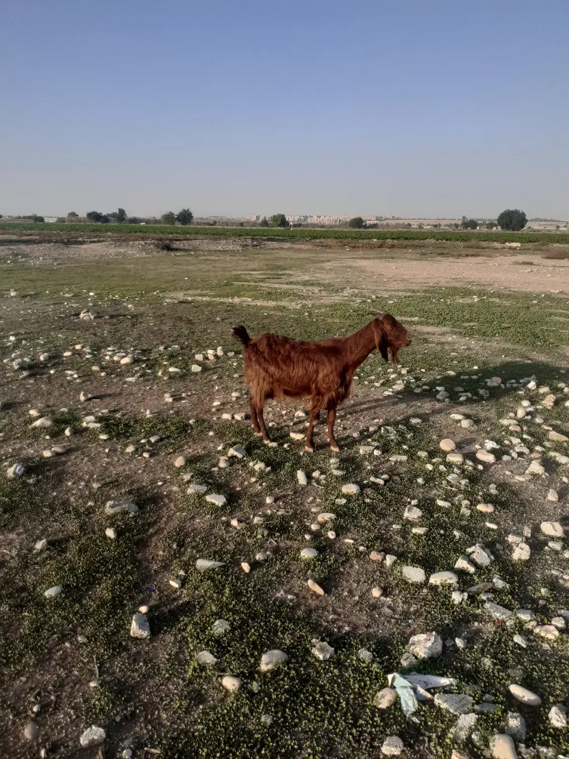 بز ه|حیوانات مزرعه|گتوند, |دیوار