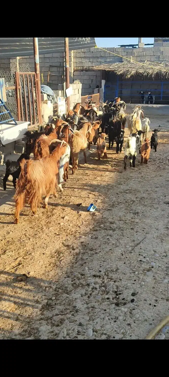 گله بز جوون|حیوانات مزرعه|بهبهان, |دیوار