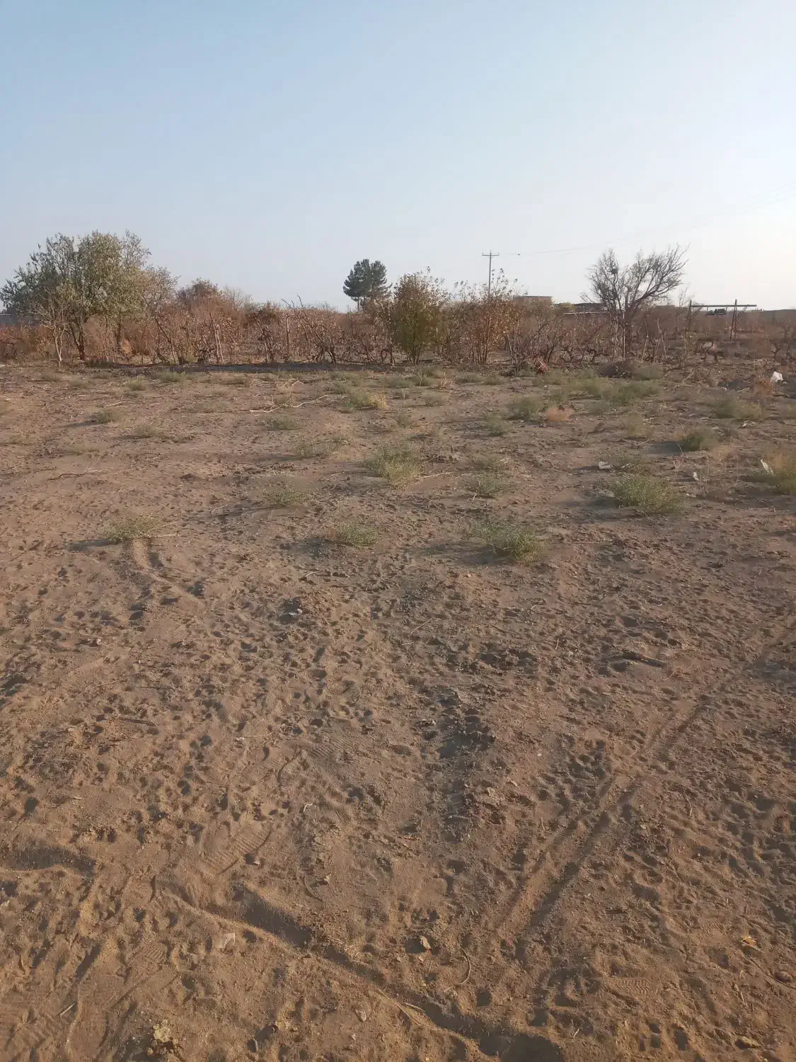 خرید چوب|خدمات باغبانی و درختکاری|گناباد, |دیوار