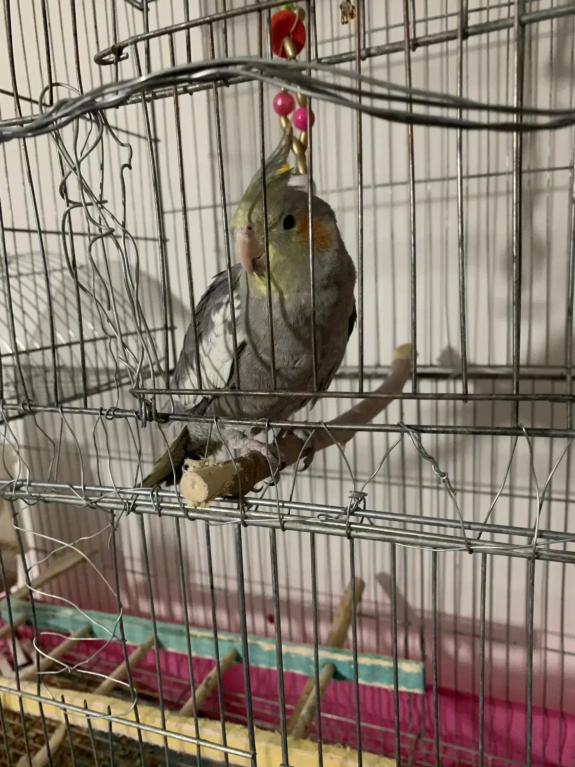 عروس هلندی|پرنده|شاهین دژ, |دیوار