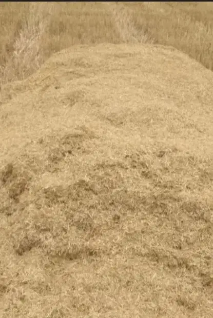 کاە دیم|لوازم جانبی حیوانات|سنندج, |دیوار