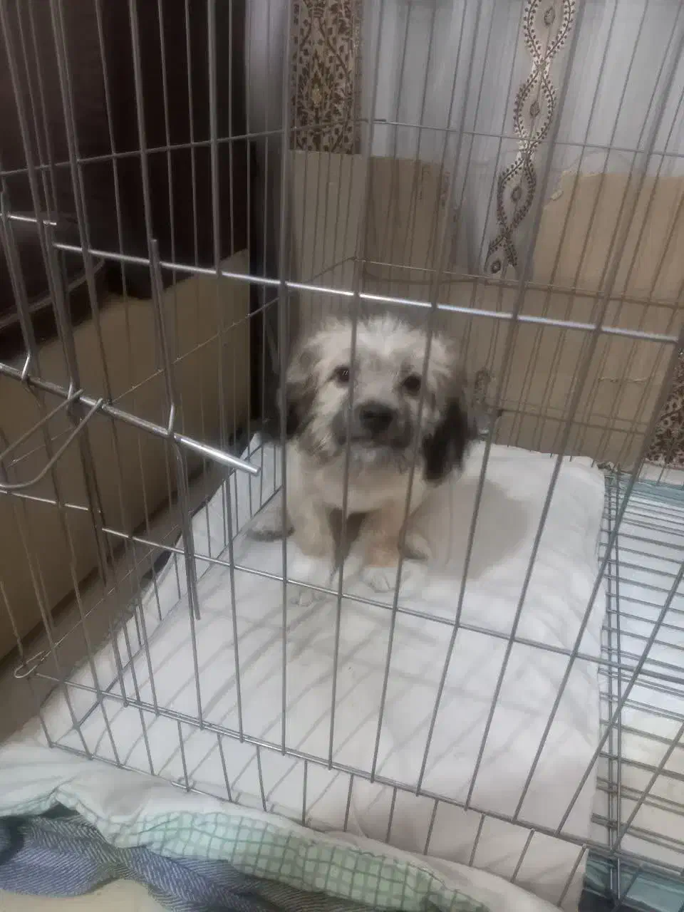 سگ شیتزو مامره ۲نیم ماهه سالم|سگ|مشهد, حضرت حجت|دیوار