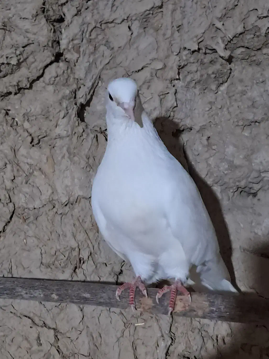 کبوتر فروشی|پرنده|شاهرود, |دیوار