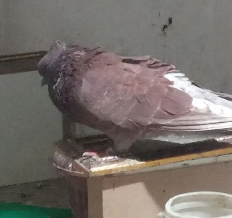 سرخ نرکاکول|پرنده|گرگان, |دیوار