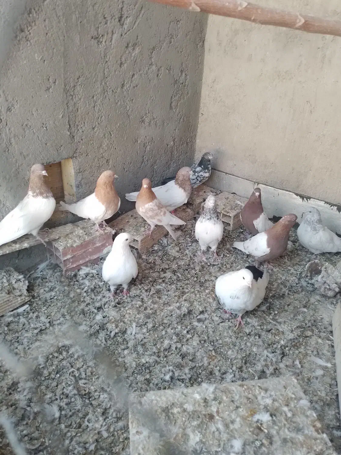 چند عدد کبوتر فروشی|پرنده|میانه, |دیوار