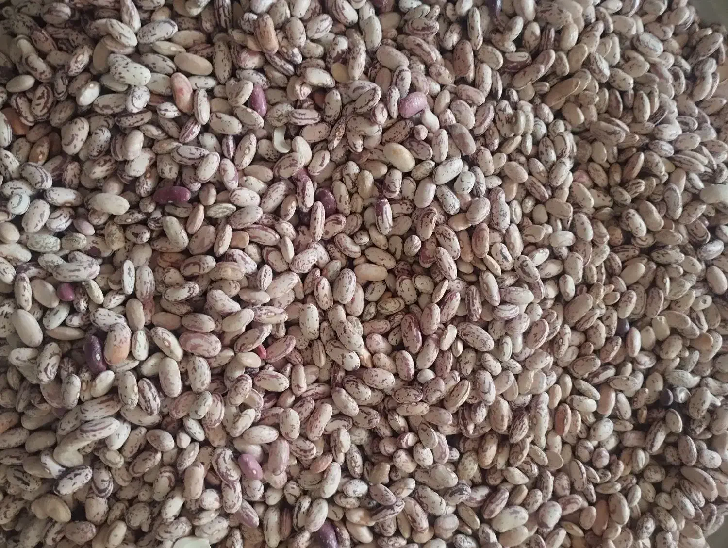 لوبیا چیتی فرد اعلا ومرغوب زودپخت|خوردنی و آشامیدنی|شبستر, |دیوار