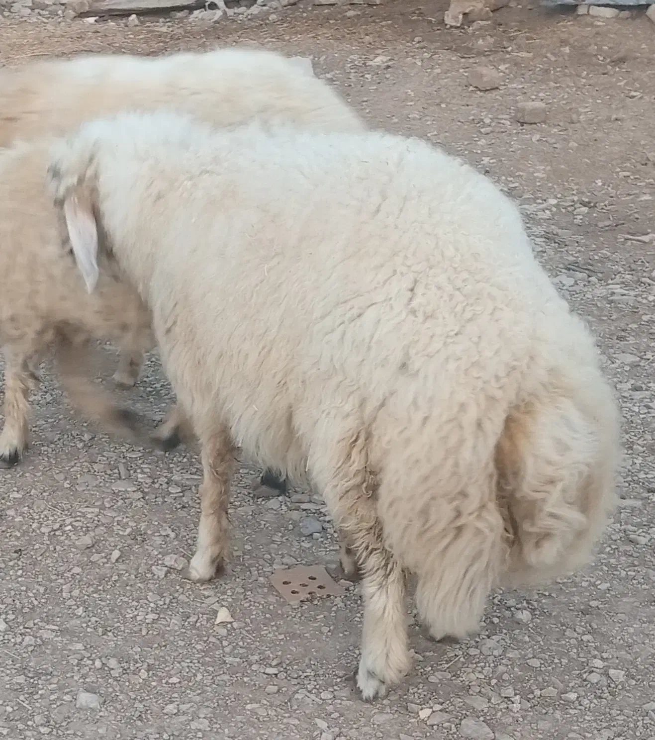 فروشی|حیوانات مزرعه|گهواره, |دیوار