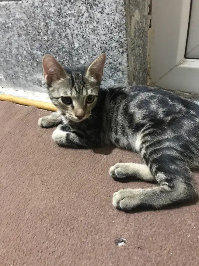 دوعدد گربه dsh|گربه|خرمآباد, |دیوار