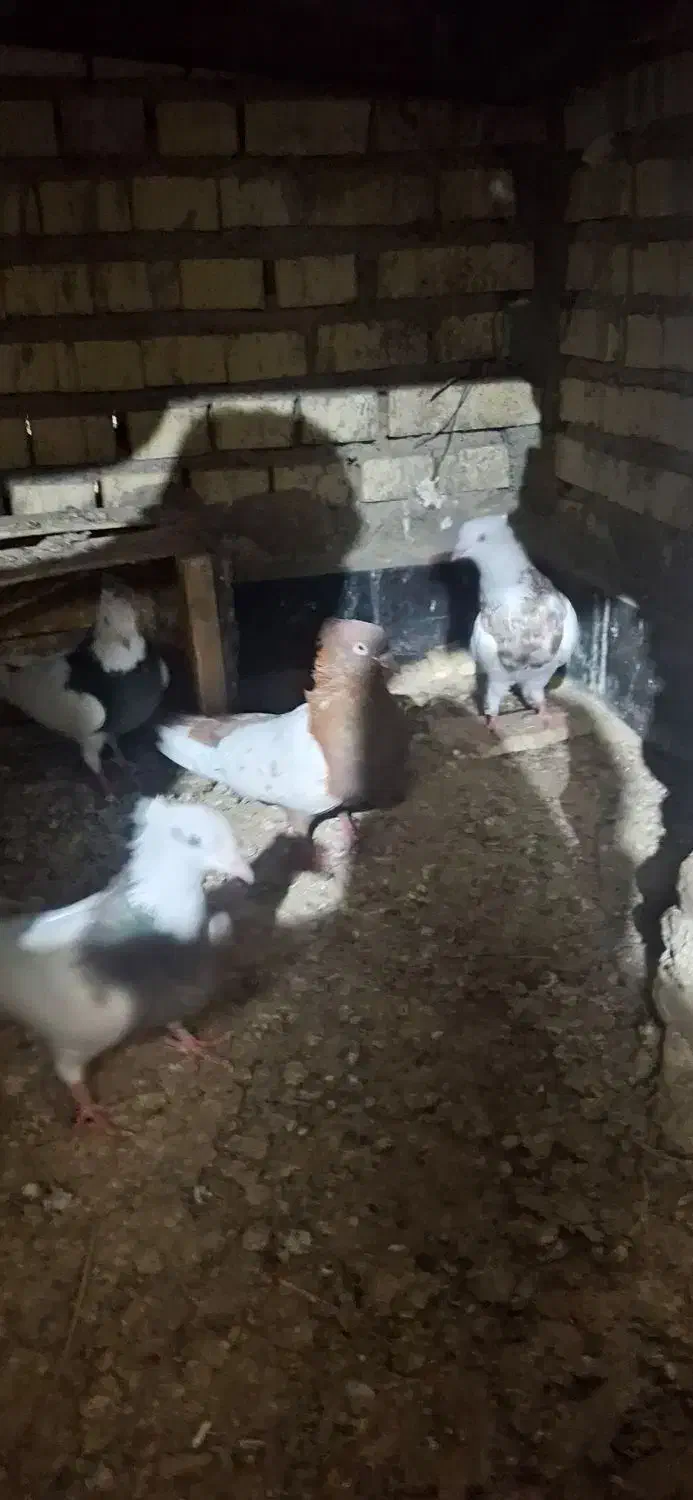 سینه ای|پرنده|خرمشهر, |دیوار