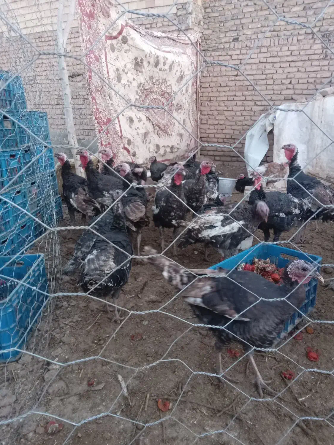 ۲۰ عدد بوقلمون برنزی به فروش می‌رسد|حیوانات مزرعه|قیدار, |دیوار