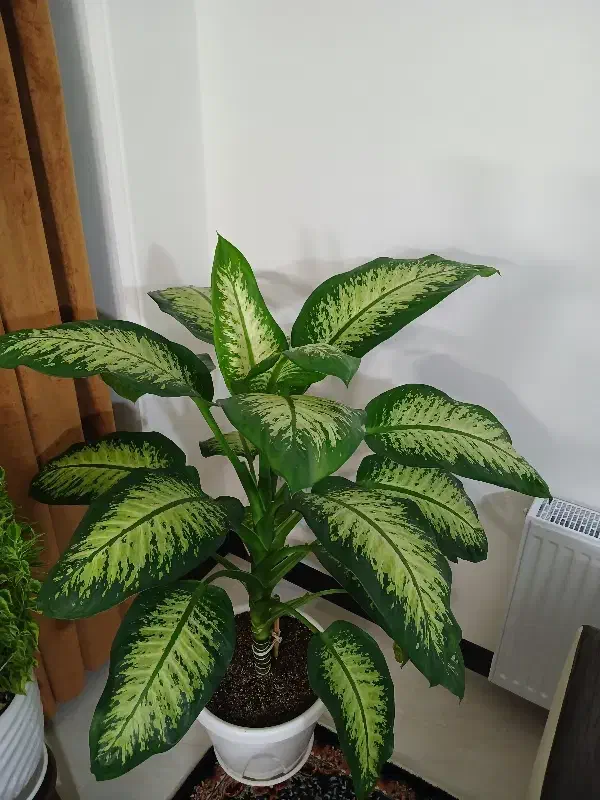 گل دیفن باخیا|گل و گیاه طبیعی|رباط‌کریم, رباط‌کریم|دیوار