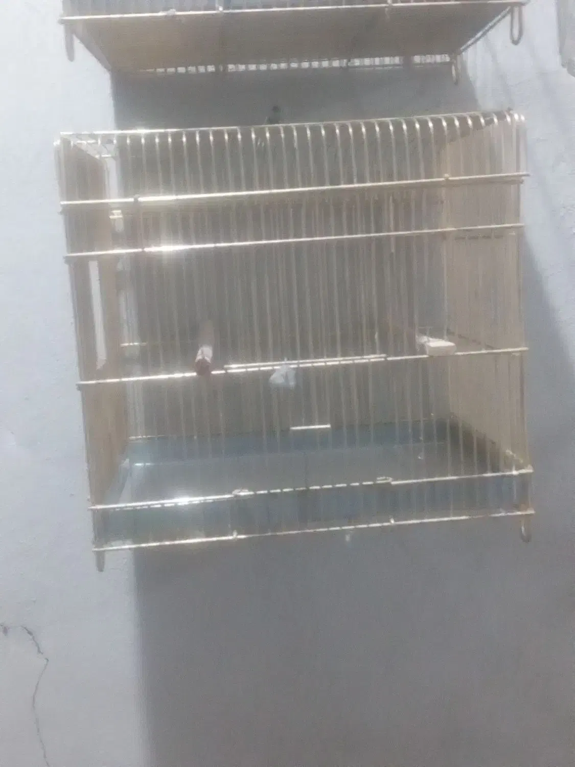 سهره نر|پرنده|خوی, |دیوار