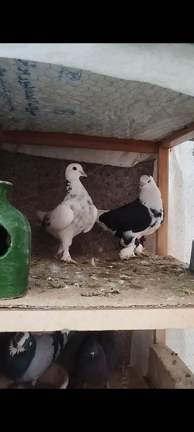 کبوتر تیپی و پرشی|پرنده|آق قلا, |دیوار