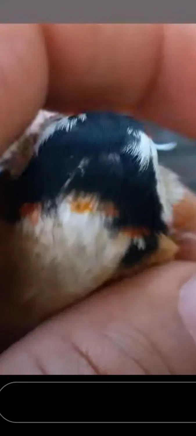 سهره چهار گل نما|پرنده|مهران (ایلام), |دیوار