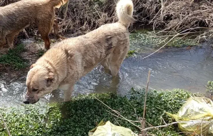 سگ دزدیده شده|حیوانات|سنقر, |دیوار