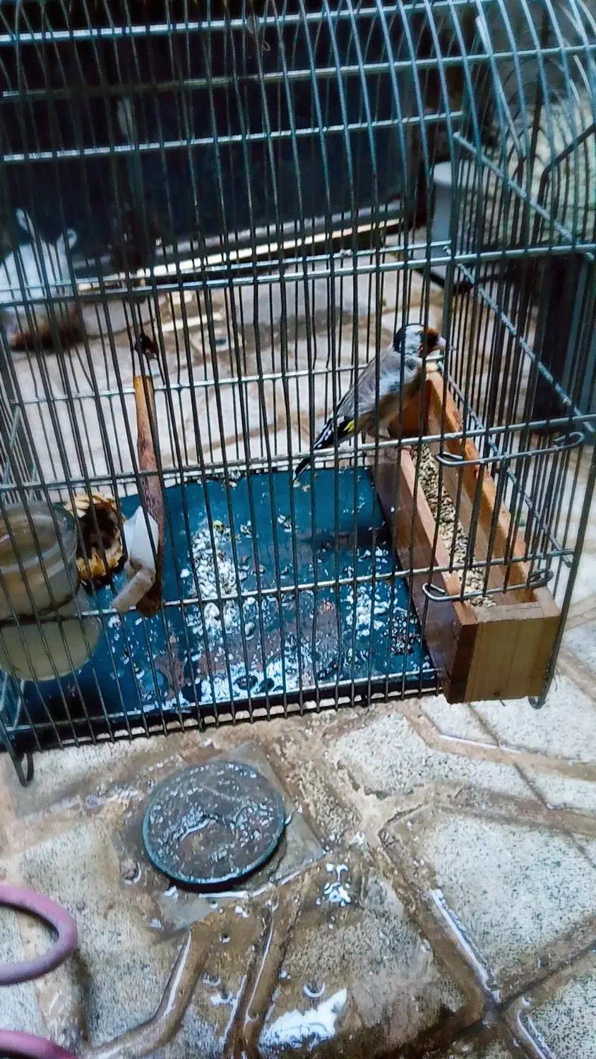 سهره چهارگل تازه صاف عروسک|پرنده|مشهد, سیس‌آباد|دیوار