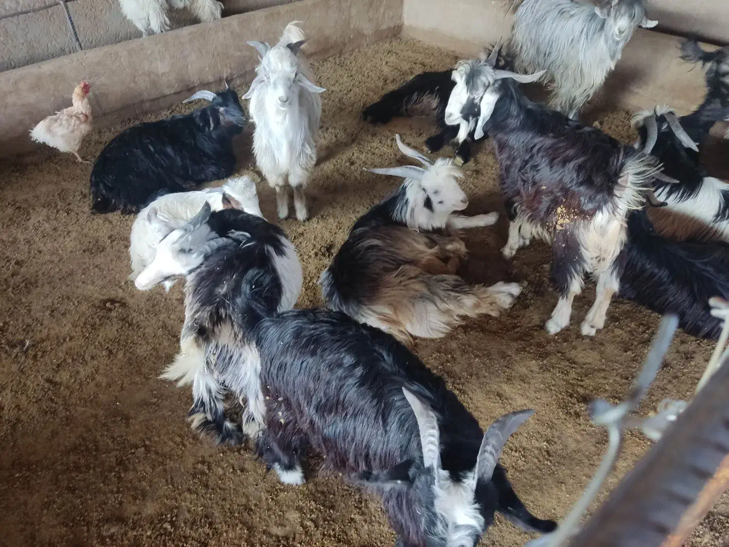 بیگ،بره ،گوشت بیگ ۶۴۰|حیوانات مزرعه|ایذه, |دیوار