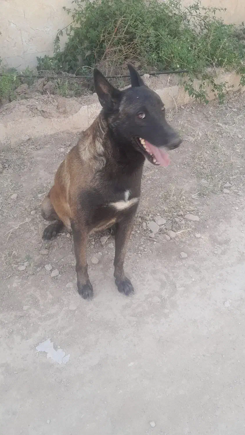 مالینویز|سگ|صدرا-فارس, فاز ۱|دیوار