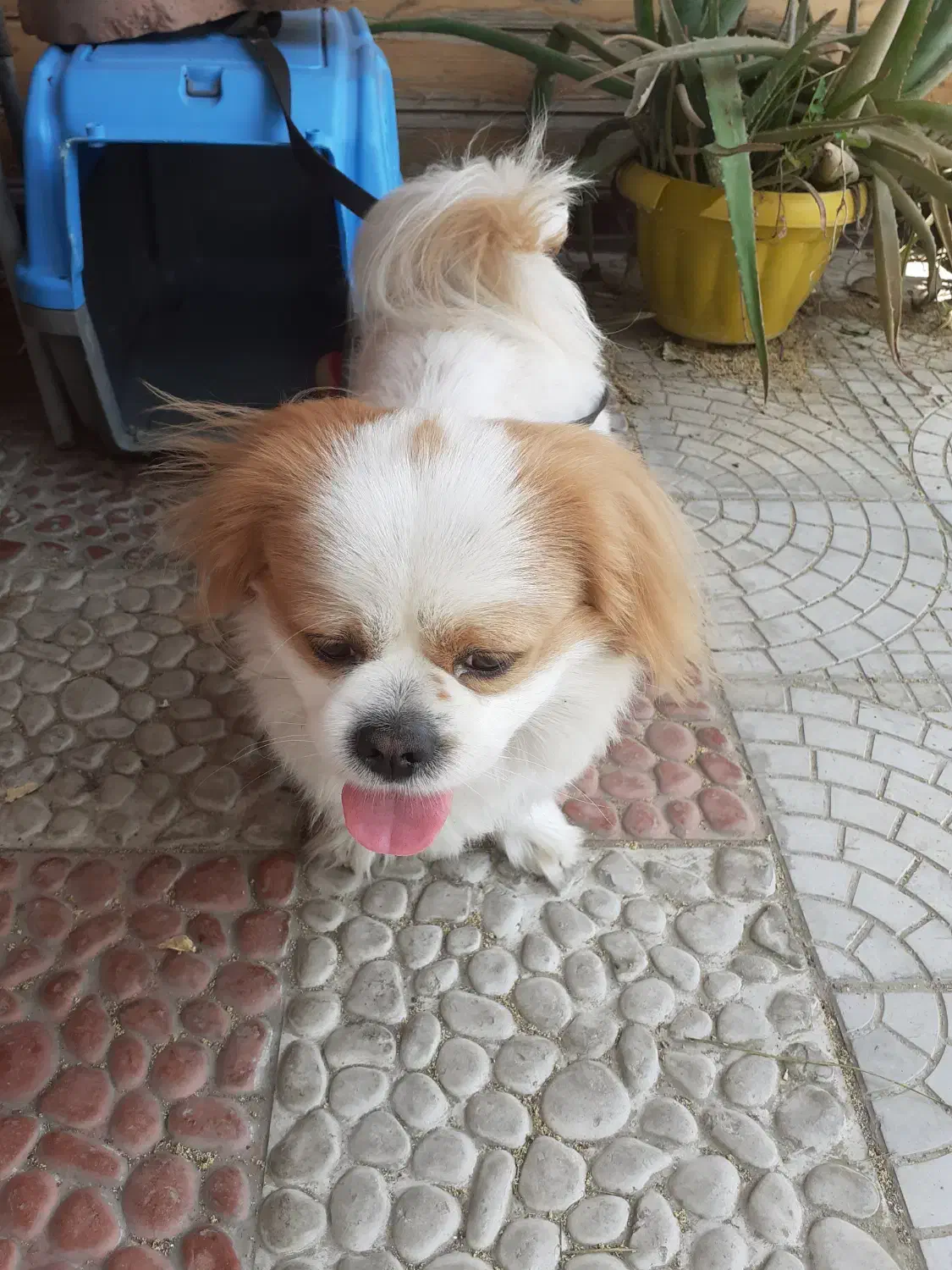 گم شدن سگ پا کوتاه.جایزه ۵ میلیون|حیوانات|نکا, |دیوار