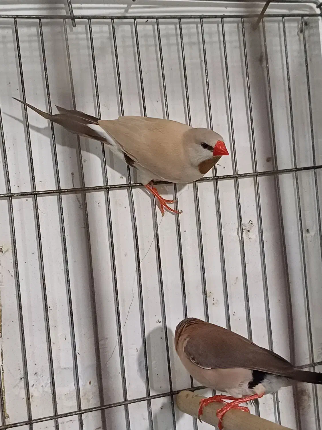 فنچ کرواتی مولد|پرنده|تبریز, |دیوار