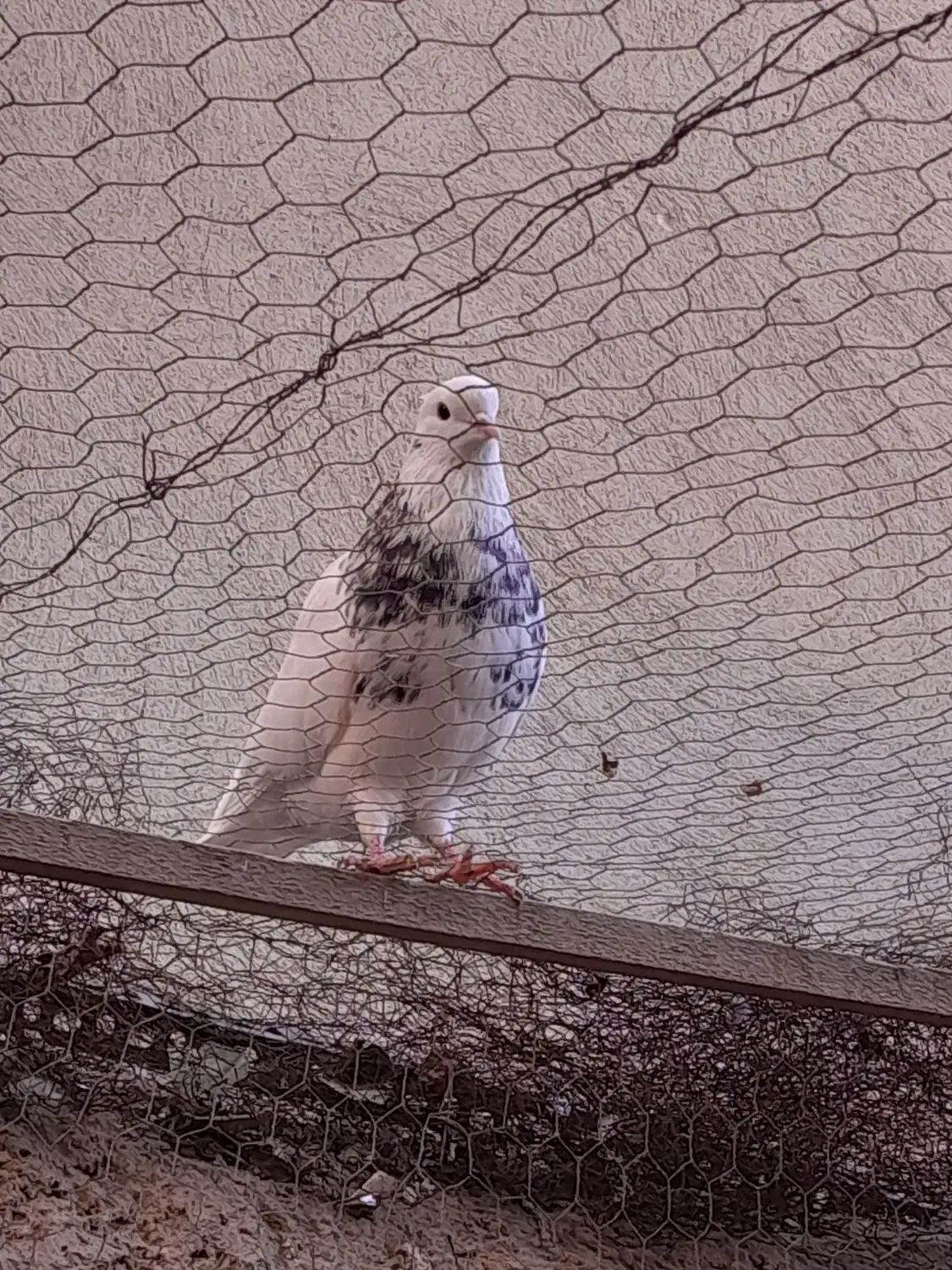 طوقی چند عدد|پرنده|بستان آباد, |دیوار