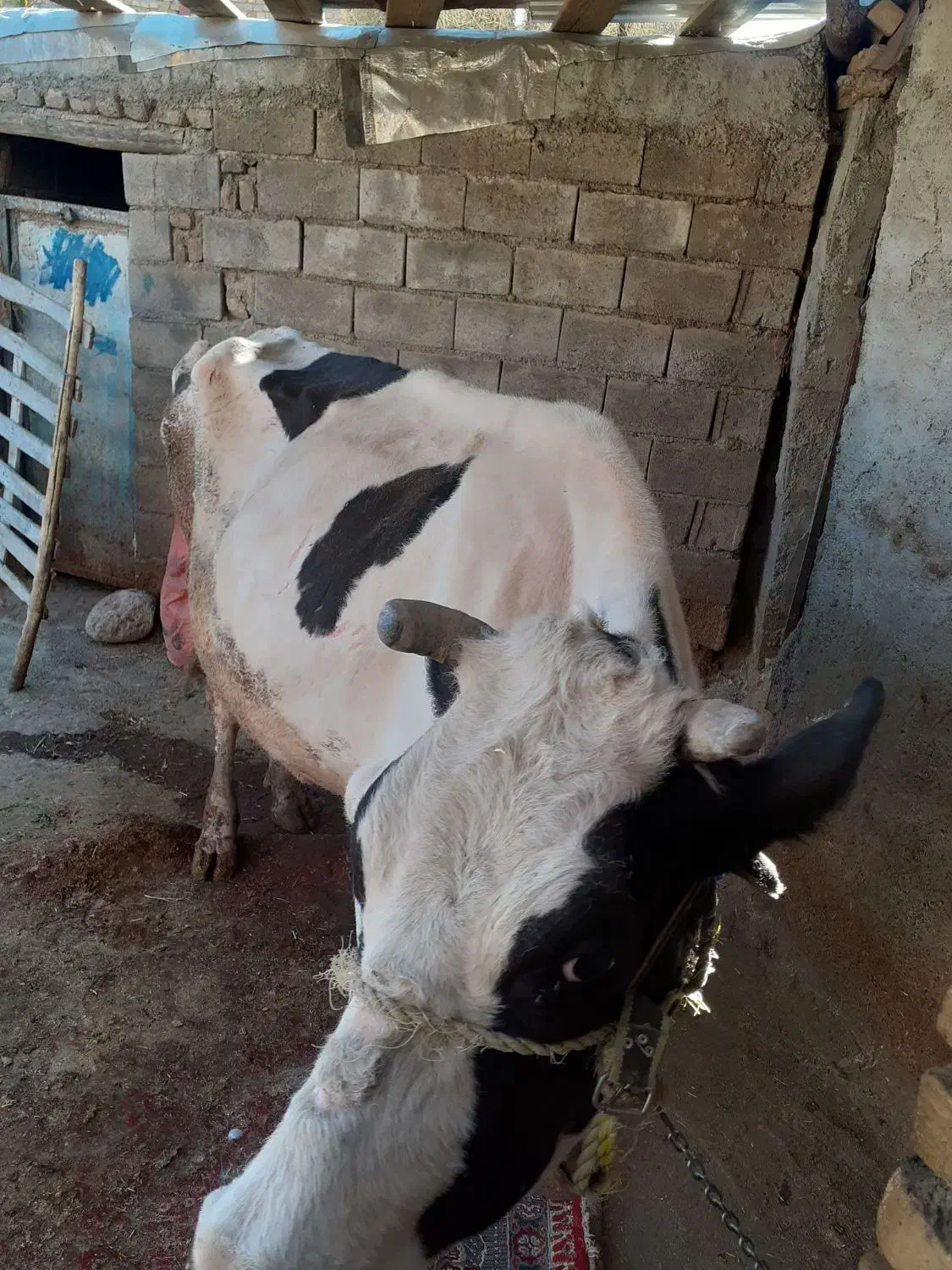 گاو گوساله|حیوانات مزرعه|فیروزآباد (لرستان), |دیوار