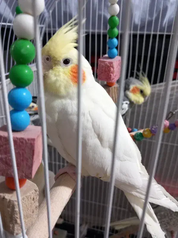 عروس هلندی|پرنده|مشهد, فاطمیه|دیوار