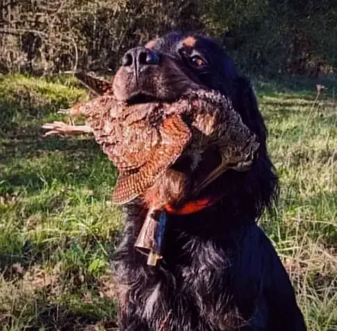 توله آلمانی اصیل ۴ماهه|سگ|صومعهسرا, |دیوار