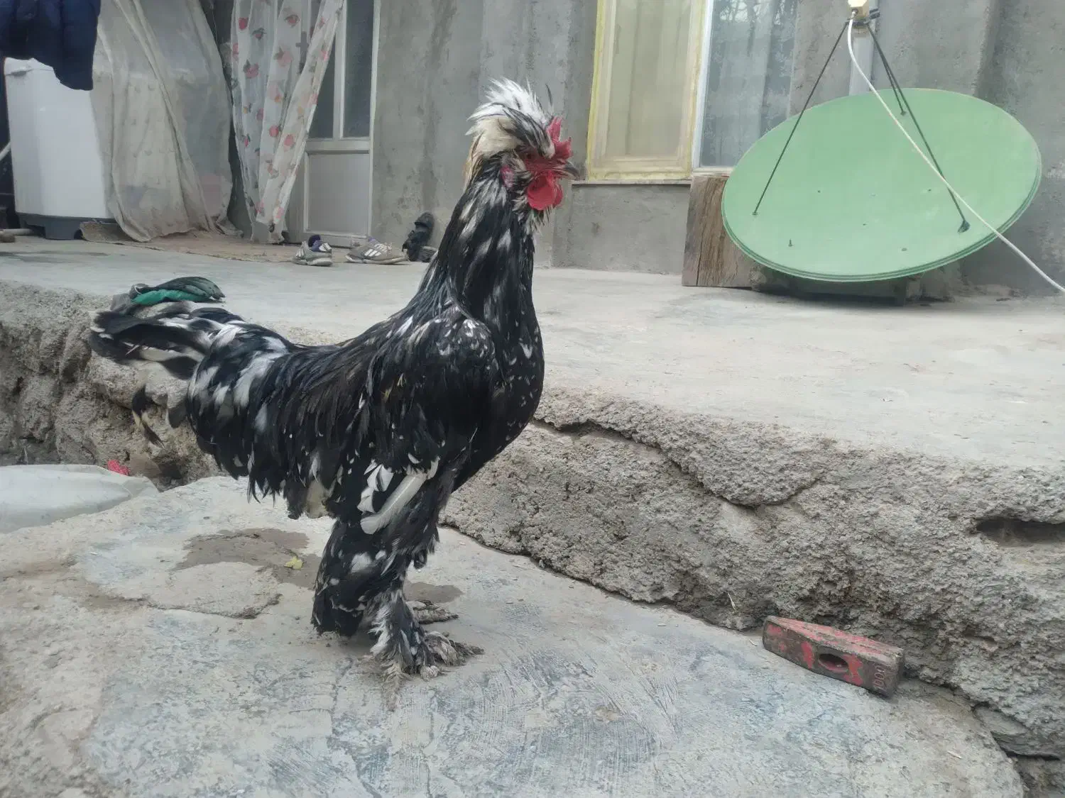 خروس طبیعی جوان خوشکل وسنگین|حیوانات مزرعه|اردبیل, |دیوار