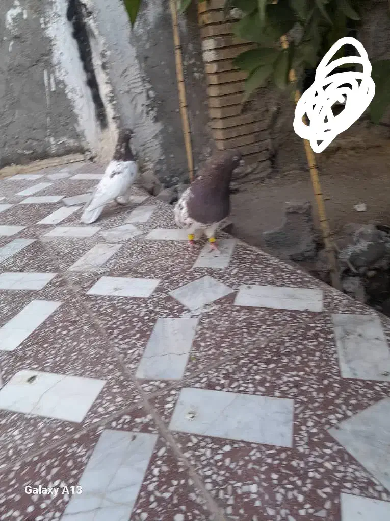 کله قرمز|پرنده|ایرانشهر, |دیوار