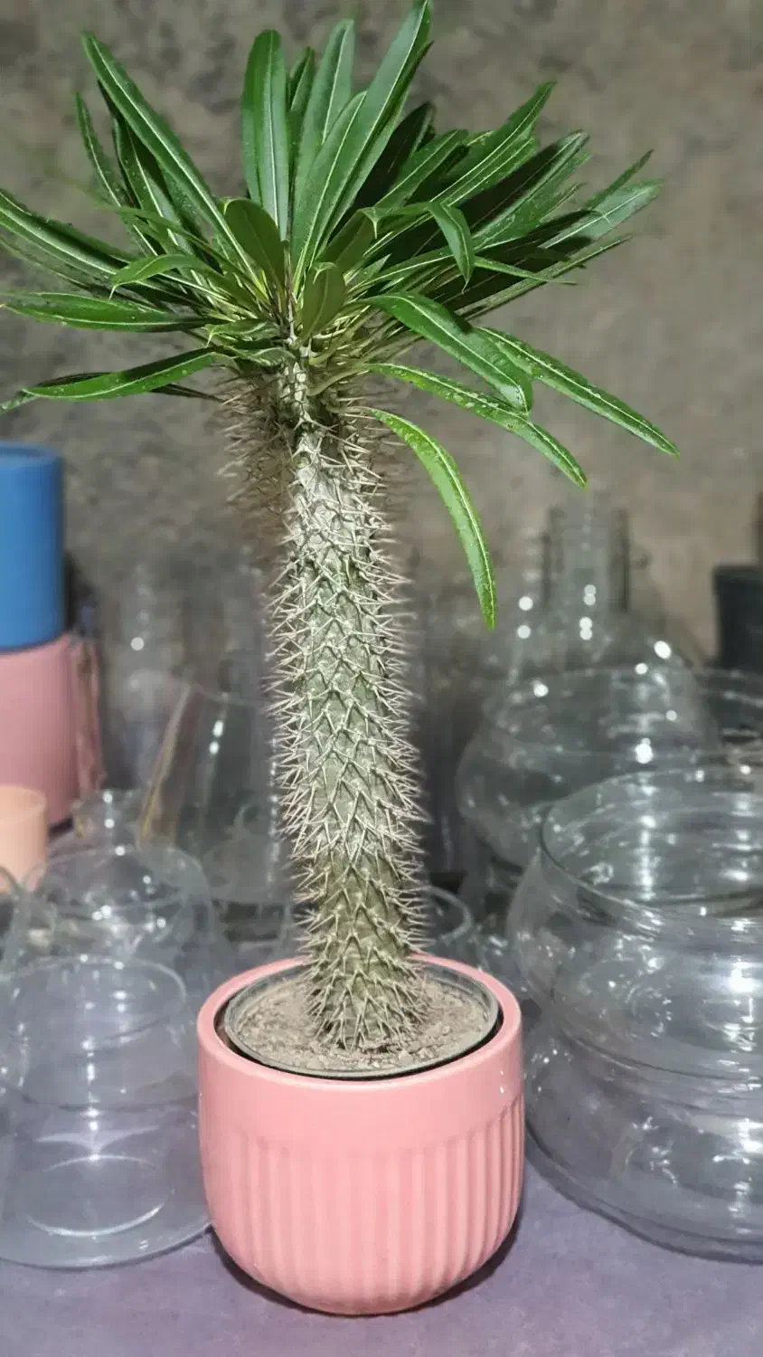 گل و گلدان سبر|گل و گیاه طبیعی|قزوین, |دیوار