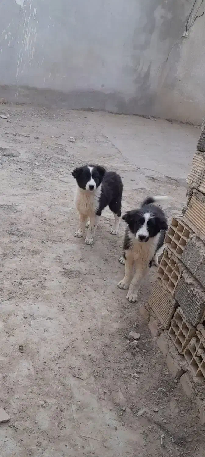 ی جفت توله سگ|سگ|خمینی‌شهر, |دیوار