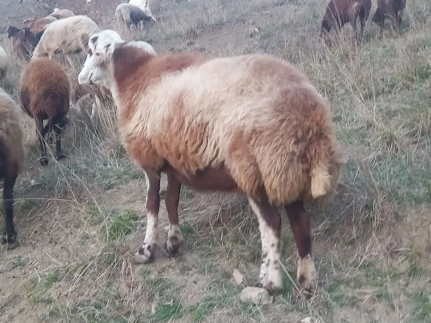 گوسفند|حیوانات مزرعه|رامیان, |دیوار