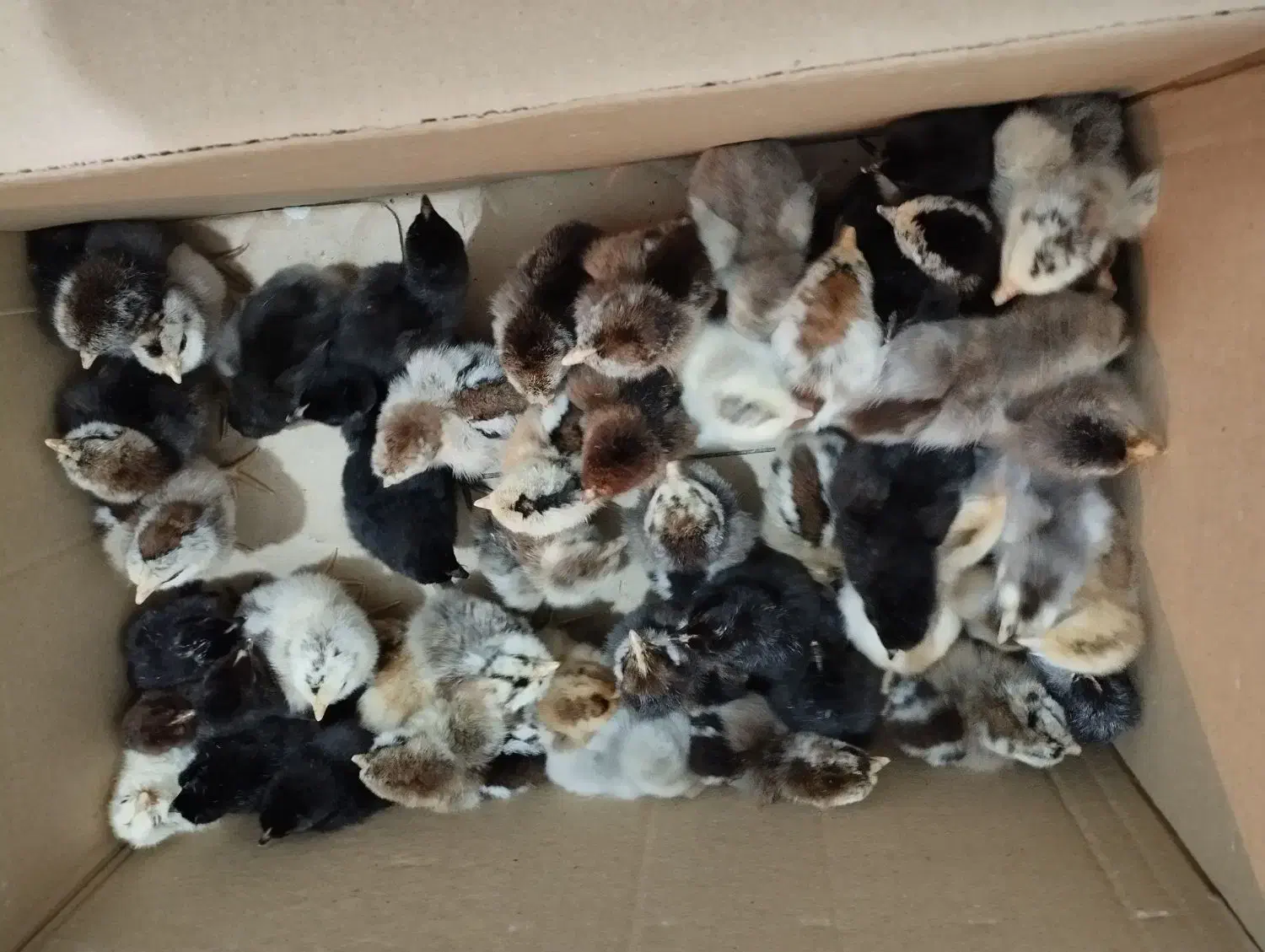 جوجه محلی اصل|حیوانات مزرعه|کازرون, |دیوار