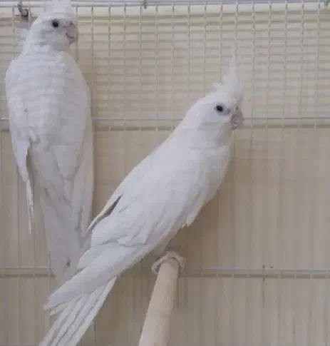 جفت عروس هلندی البینو|پرنده|تربتحیدریه, رجایی|دیوار