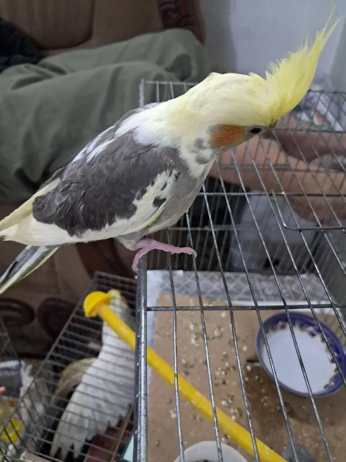 عروس هلندی|پرنده|قم, شهرک امام حسن|دیوار