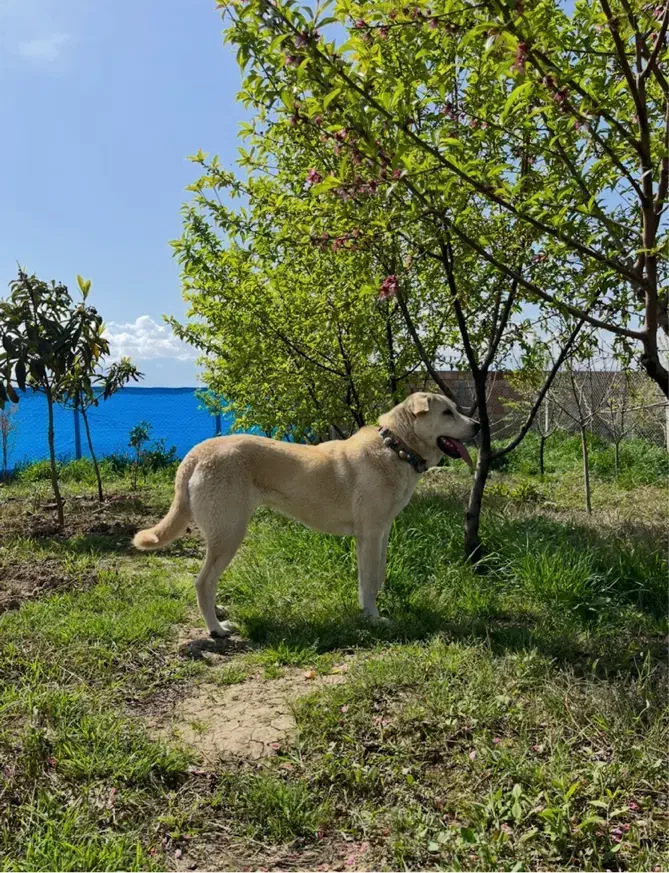 ماده پژدر اصیل|سگ|گرگان, |دیوار