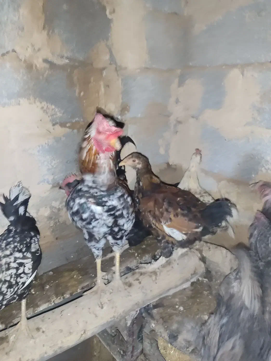 کلشیر|حیوانات مزرعه|جوانرود, |دیوار