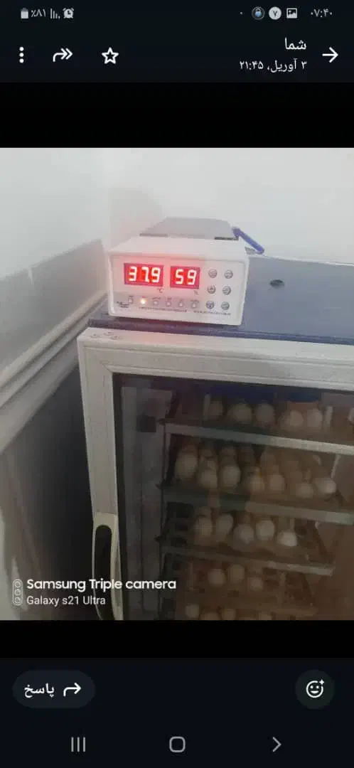 جوجه کشی|عمدهفروشی|برازجان, |دیوار