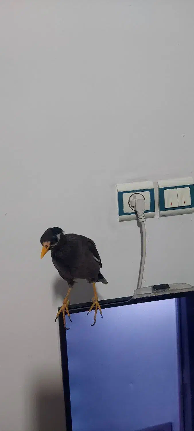 مرغ مینا|پرنده|بهارستان, |دیوار