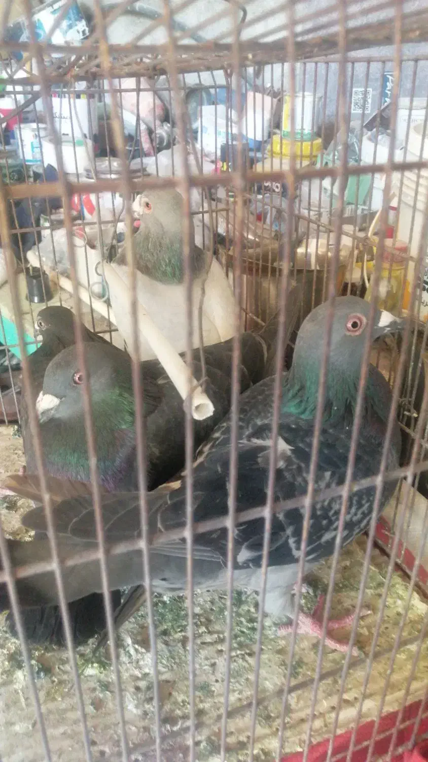 فروش پلاکی زدوخوردی یامعاوضه|پرنده|کوهمره, |دیوار