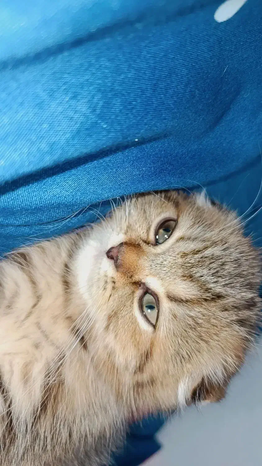 تخفیف ویژه برای واگذاری گربه اسکاتیش|گربه|لنگرود, |دیوار