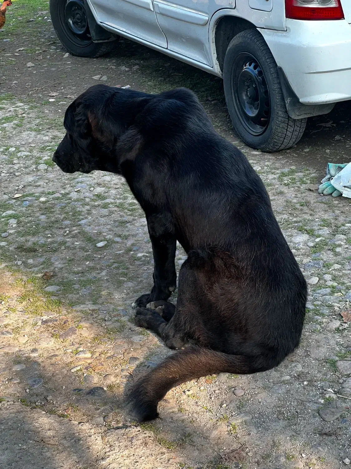 سگ سرابی برای جفتگیری(نسل کشی)|سگ|سنگر, |دیوار