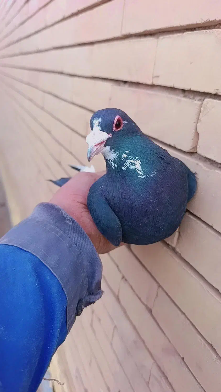 کوسه|حیوانات|رفسنجان, |دیوار