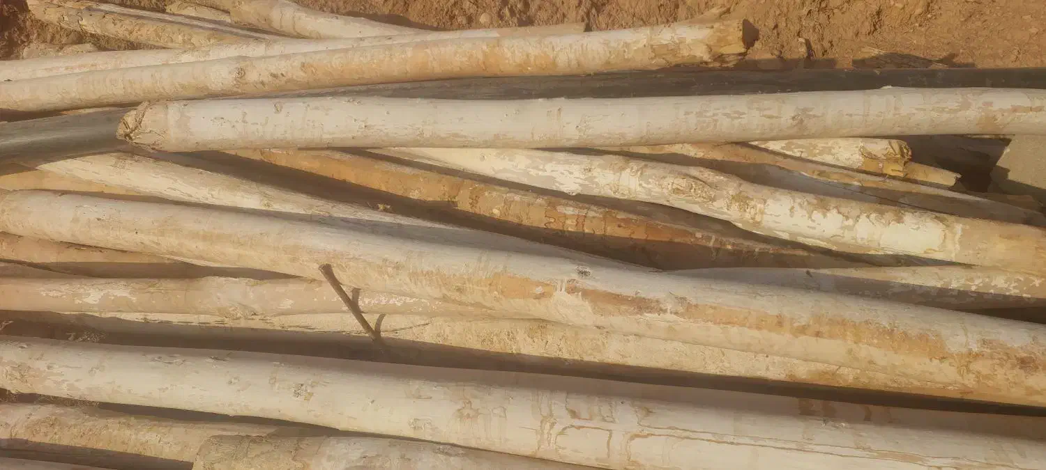 چوب چنار صنوبری|عمدهفروشی|زاگرس, |دیوار