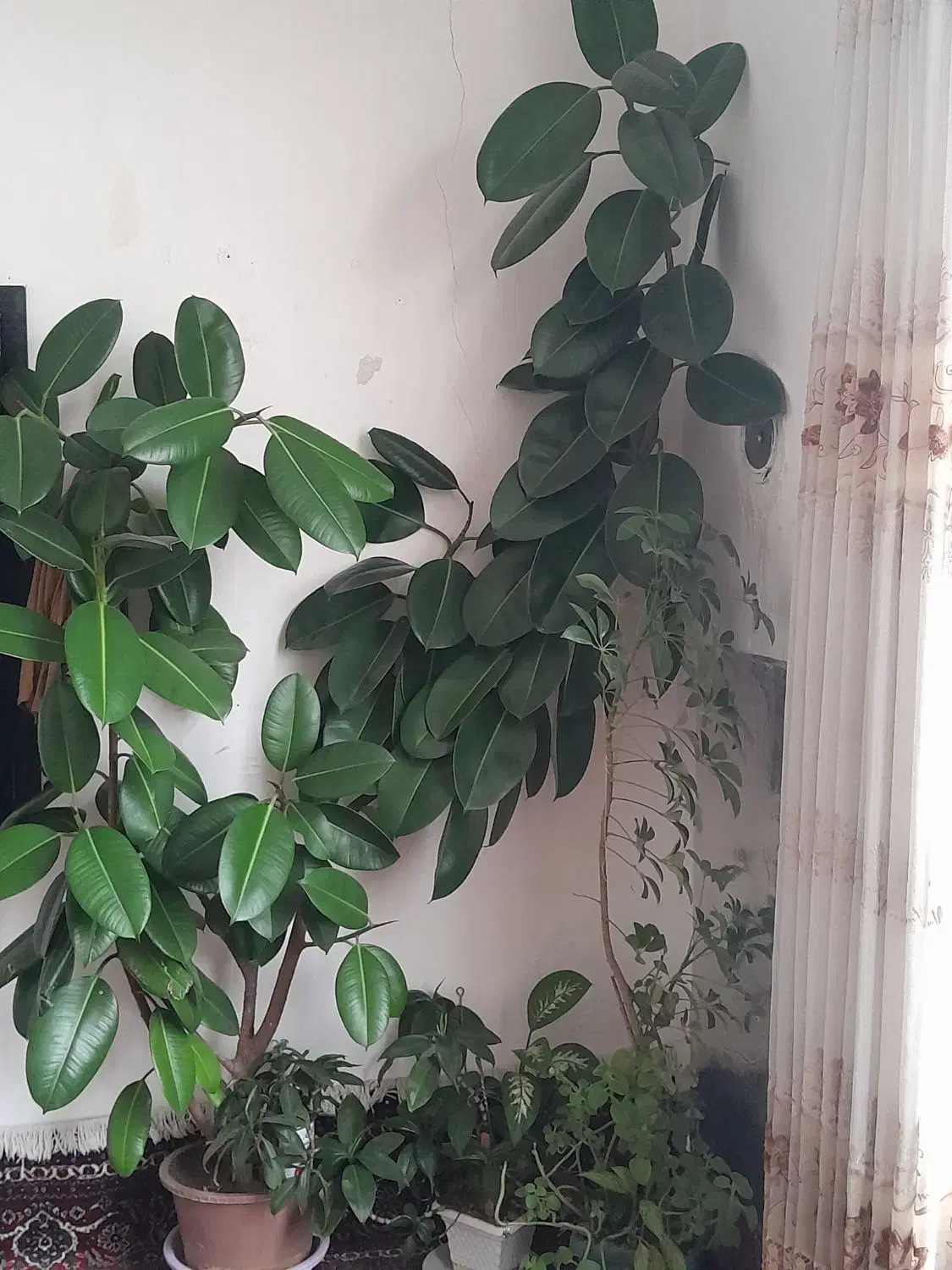 گل بزرگ|گل و گیاه طبیعی|جوانرود, |دیوار