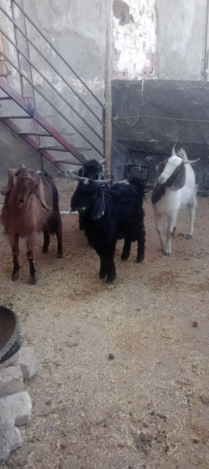 بزغاله نر کیلویی ۲۶۰ هزار|حیوانات مزرعه|بجنورد, |دیوار