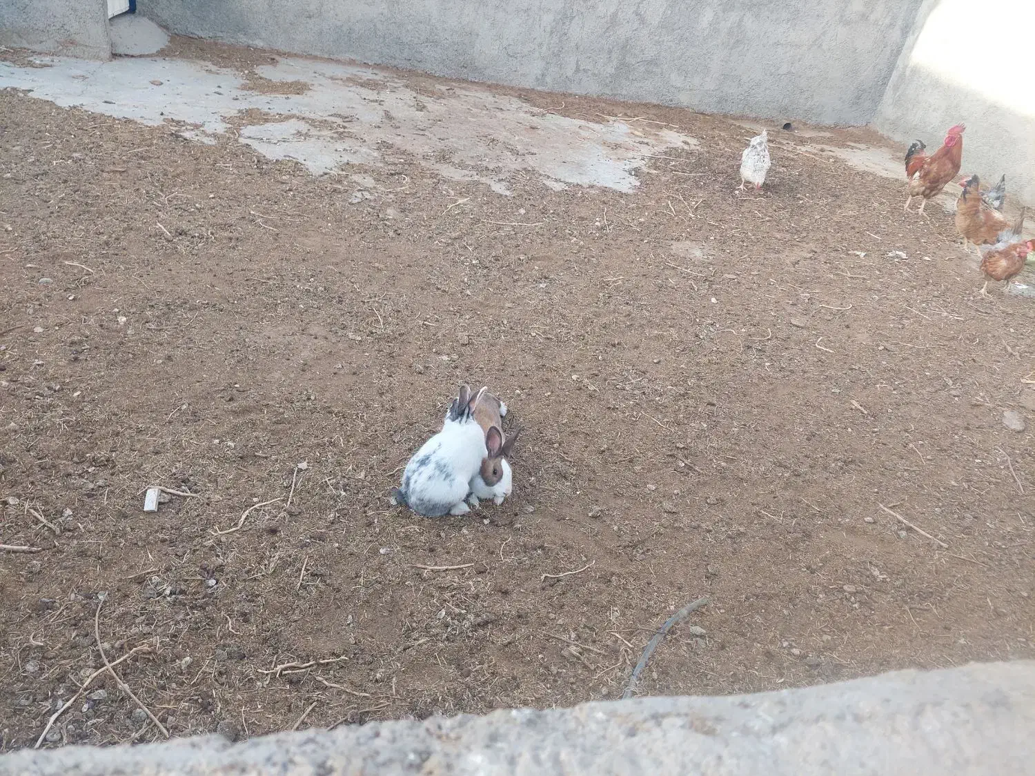 خرگوش فروشی|موش و خرگوش|فردوس (خراسان), |دیوار